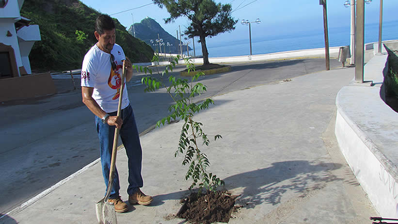 Plantación de arboles